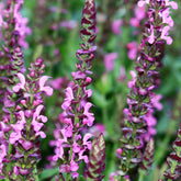 Bossalie 'Rose Queen' - Salvia nemorosa rose queen (rosakönigin) - Willemse