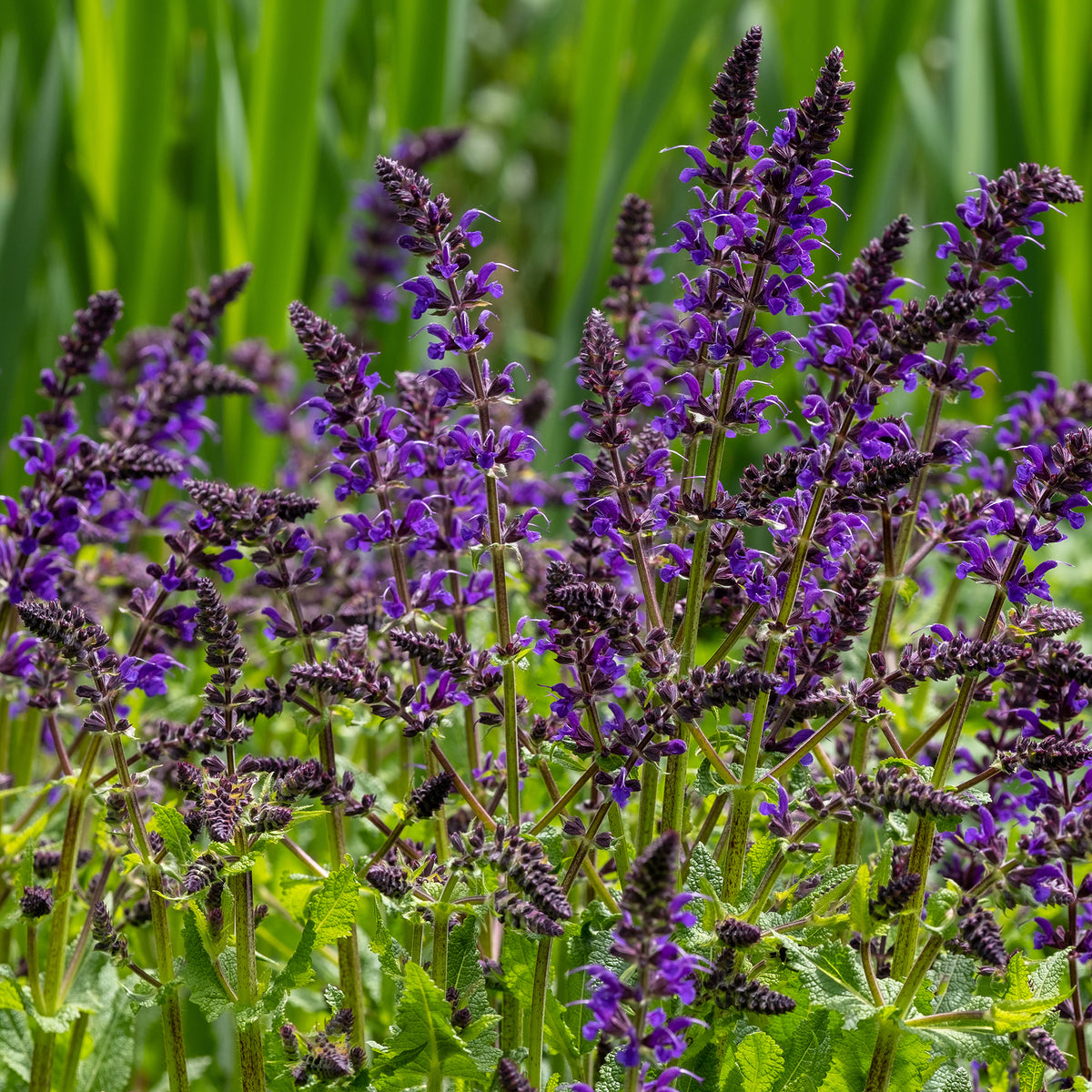 Siersalie Viola Klose - Salvia nemorosa Viola Klose - Willemse