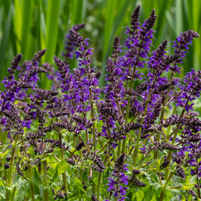 Siersalie Viola Klose - Salvia nemorosa Viola Klose - Willemse