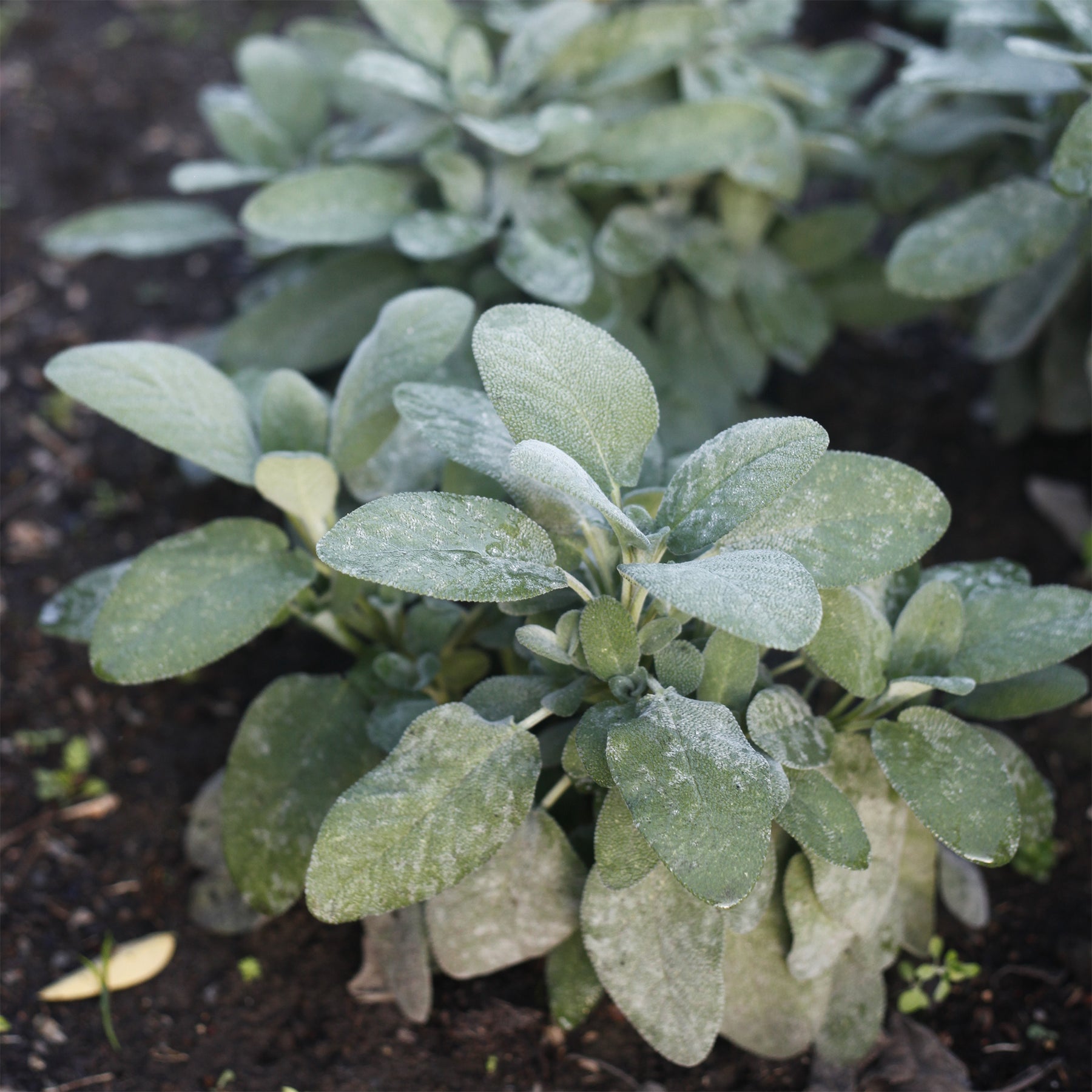 Siersalie officinale Berggarten - Willemse