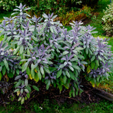 Echte salie 'Purpurascens' - Salvia officinalis purpurascens - Willemse