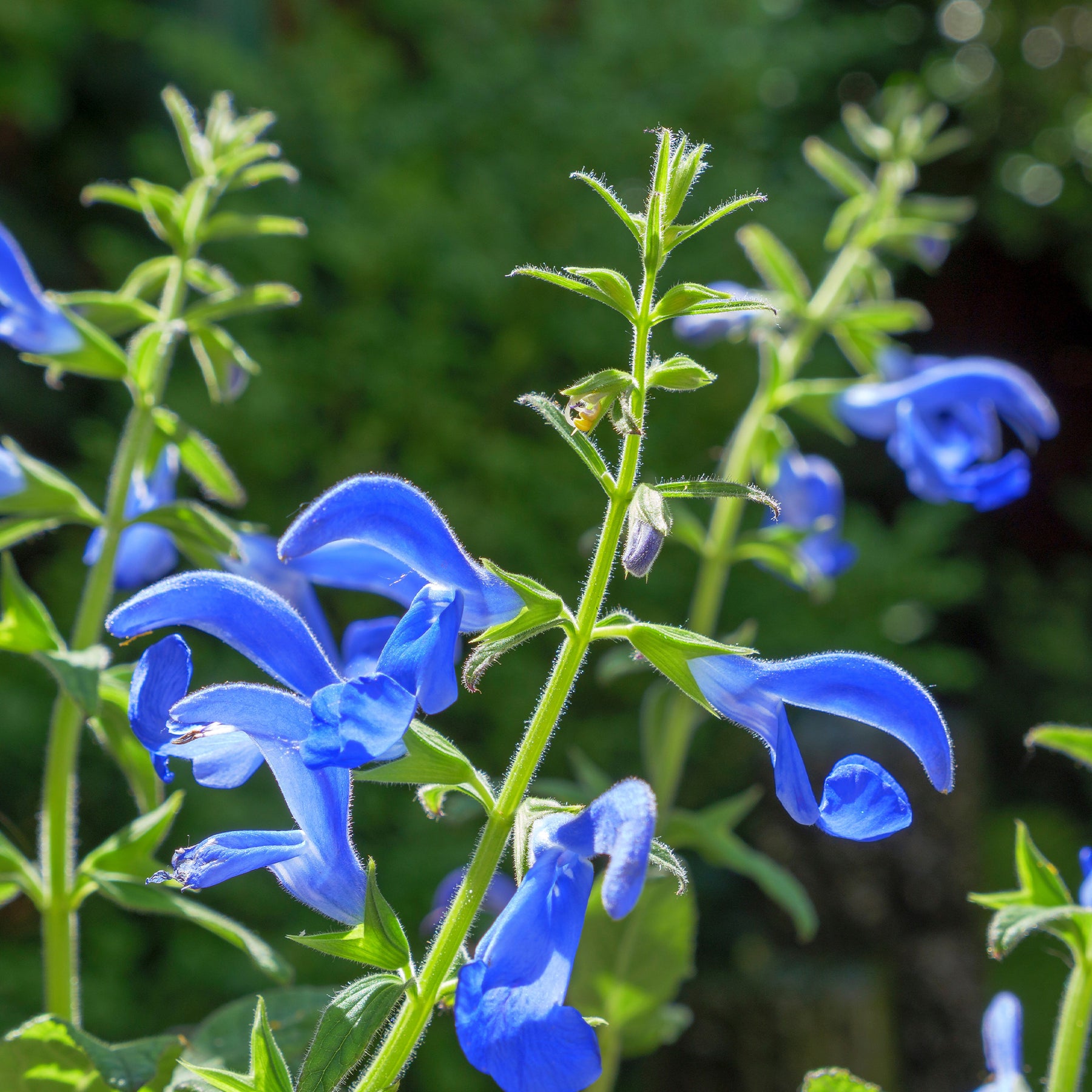 Salvia patens - Blauwe salie - Salie