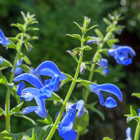 Salvia patens - Blauwe salie - Salie