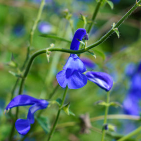 Blauwe salie - Salvia patens - Willemse