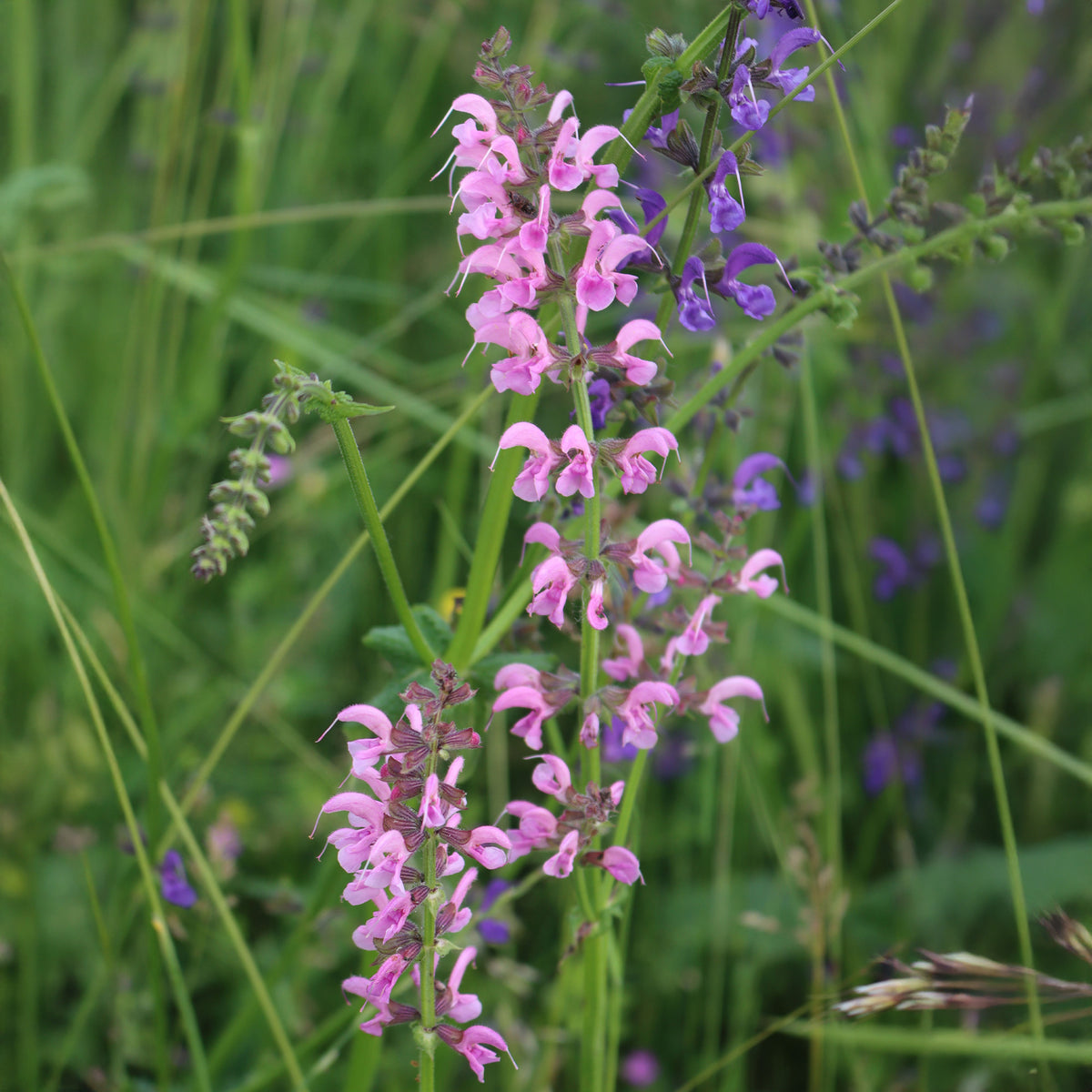 Siersalie Rose Rhapsody - Salvia pratensis Rose Rhapsody (ballet series) - Willemse