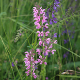 Siersalie Rose Rhapsody - Salvia pratensis Rose Rhapsody (ballet series) - Willemse