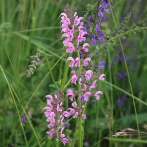 Siersalie Rose Rhapsody - Salvia pratensis Rose Rhapsody (ballet series) - Willemse