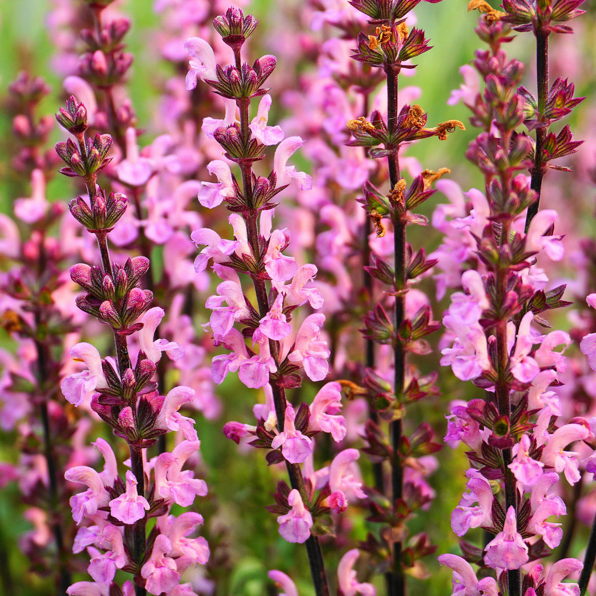 Siersalie Rose Rhapsody - Willemse