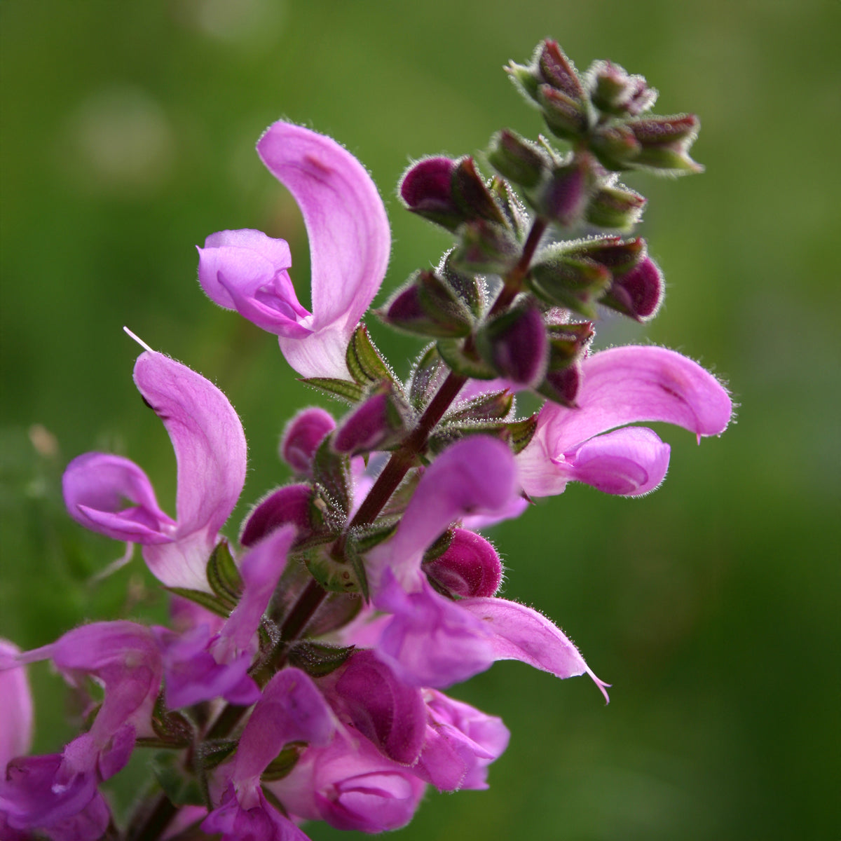 Veldsalie 'Sweet Esmeralda' - Willemse