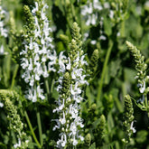 Siersalie Swan Lake - Salvia pratensis swan lake ( ballet series ) - Willemse