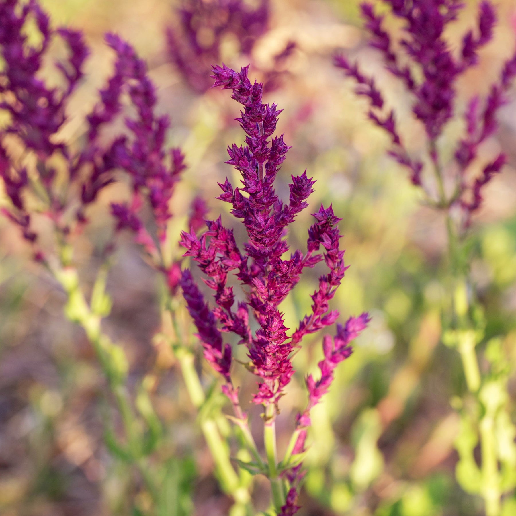 Bossalie 'Schwellenburg' - Salvia nemorosa Schwellenburg - Willemse
