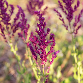 Bossalie 'Schwellenburg' - Salvia nemorosa Schwellenburg - Willemse