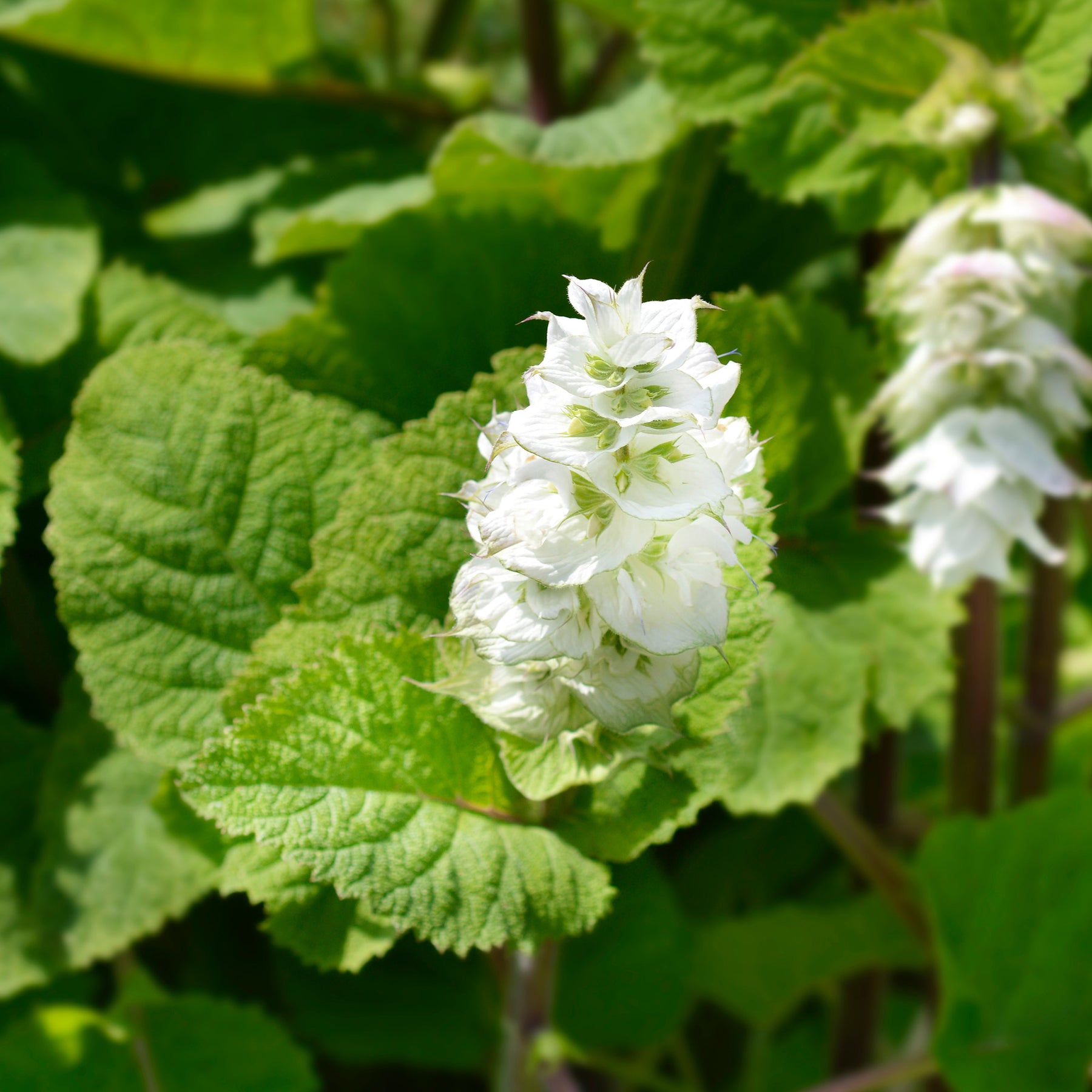 Scharlei 'Vatican White' - Salvia sclarea vatican white - Willemse