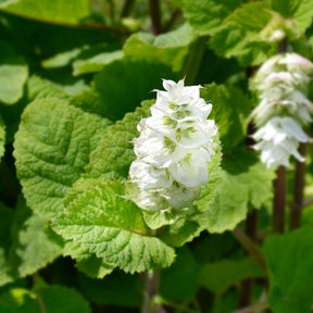 Scharlei 'Vatican White' - Salvia sclarea vatican white - Willemse