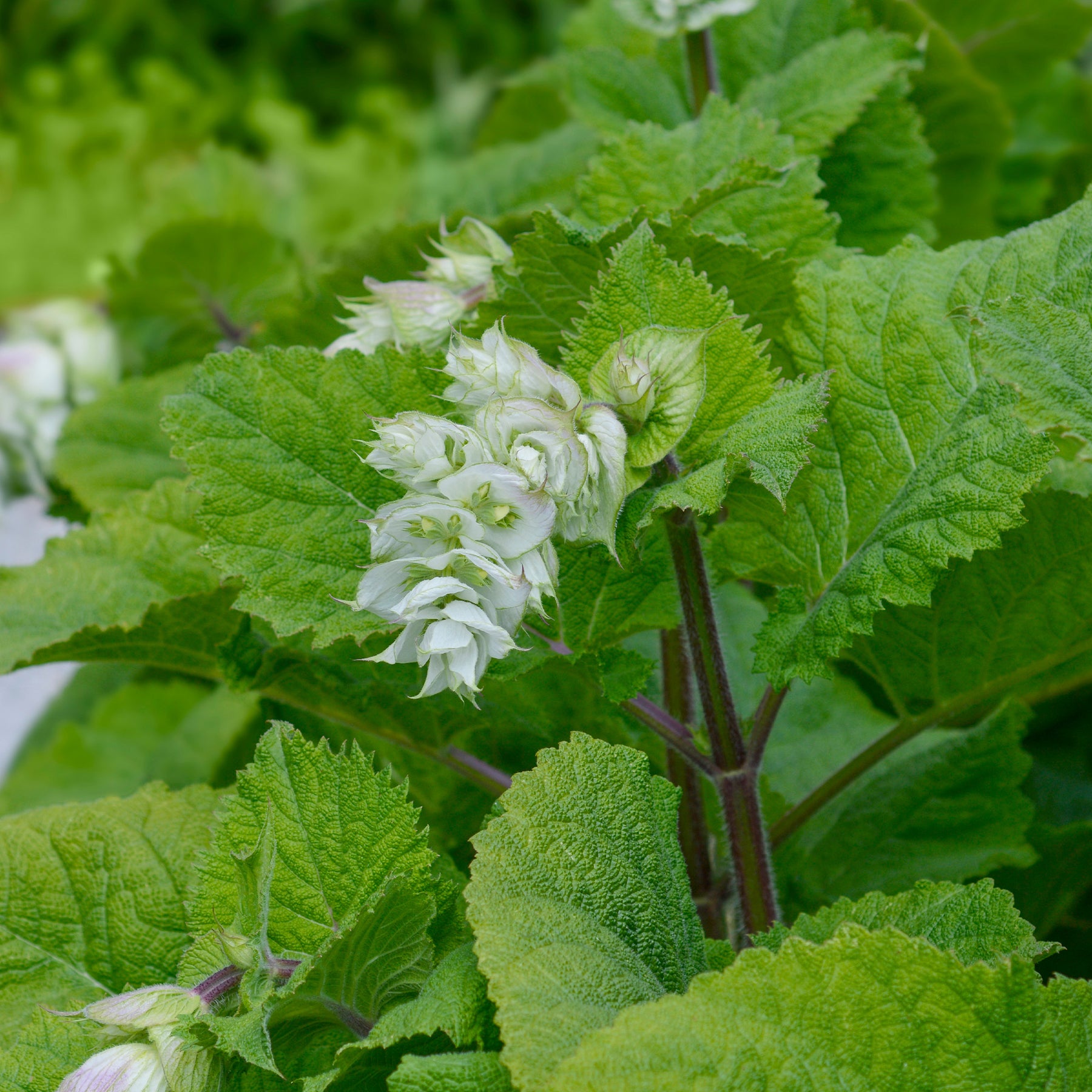 Scharlei 'Vatican White' - Willemse