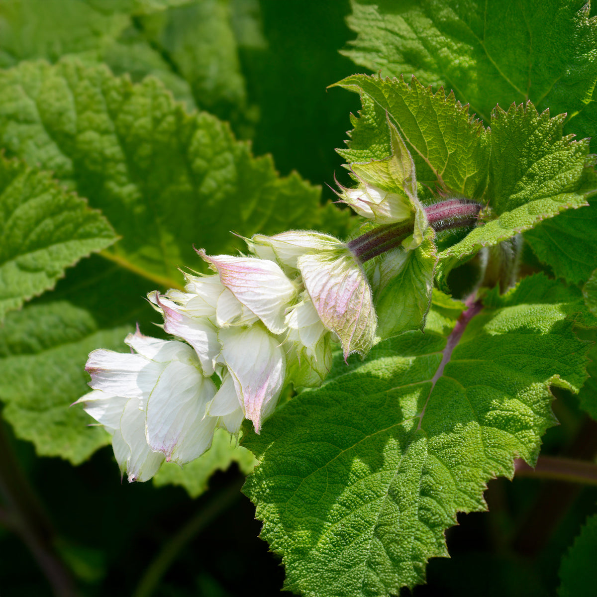 Salie - Scharlei 'Vatican White' - Salvia sclarea vatican white