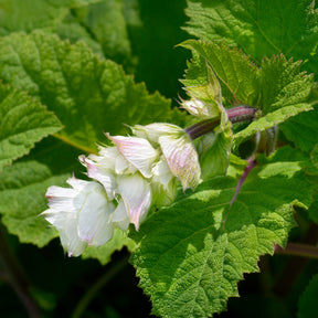 Salie - Scharlei 'Vatican White' - Salvia sclarea vatican white