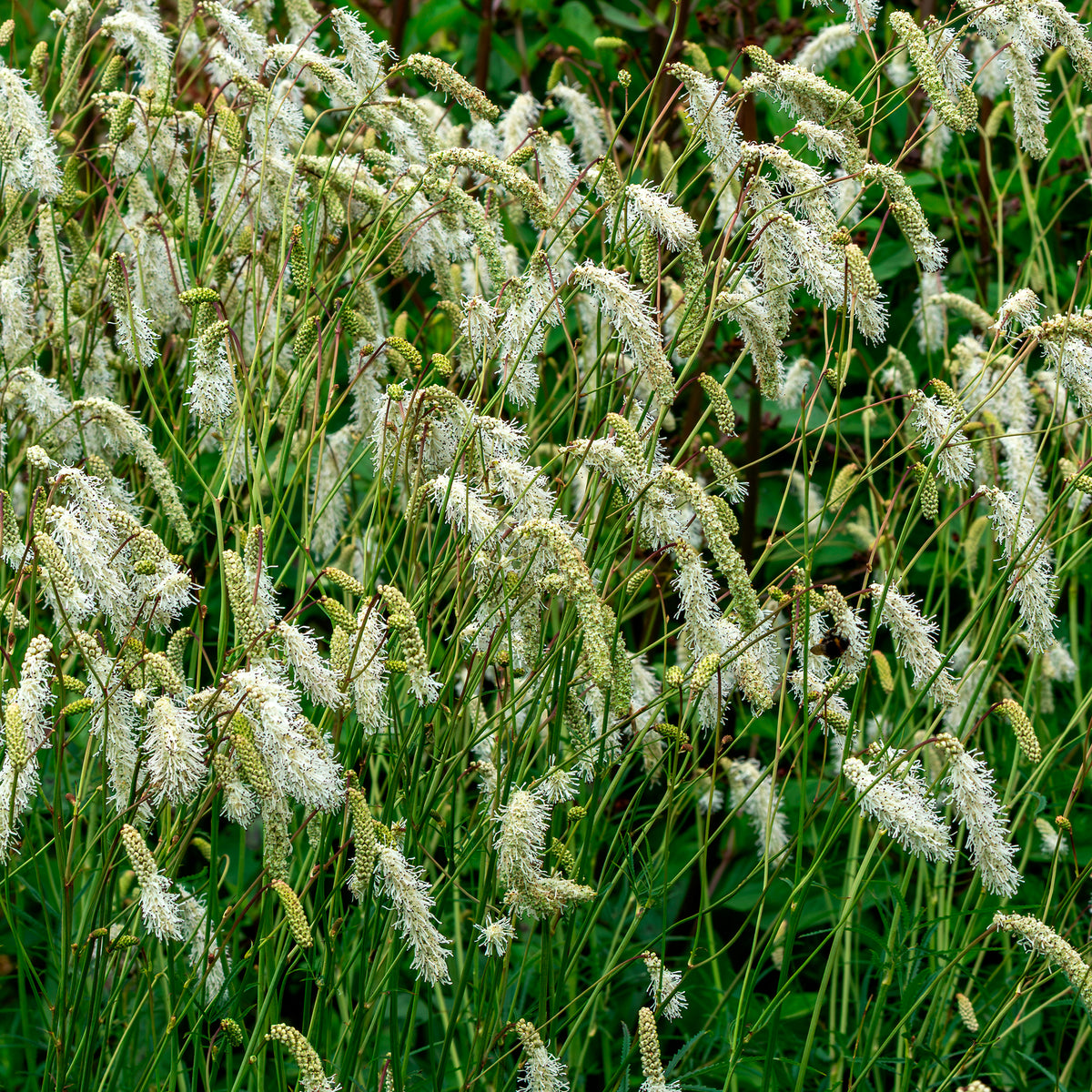 Pimpernel - Pimpernel Alba - Sanguisorba tenuifolia