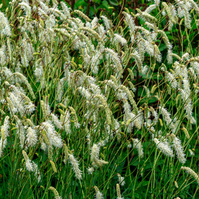 Pimpernel - Pimpernel Alba - Sanguisorba tenuifolia
