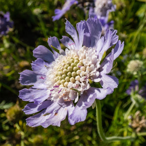 Kaukasische Scabiosa Perfecta - Scabiosa caucasica perfecta - Willemse