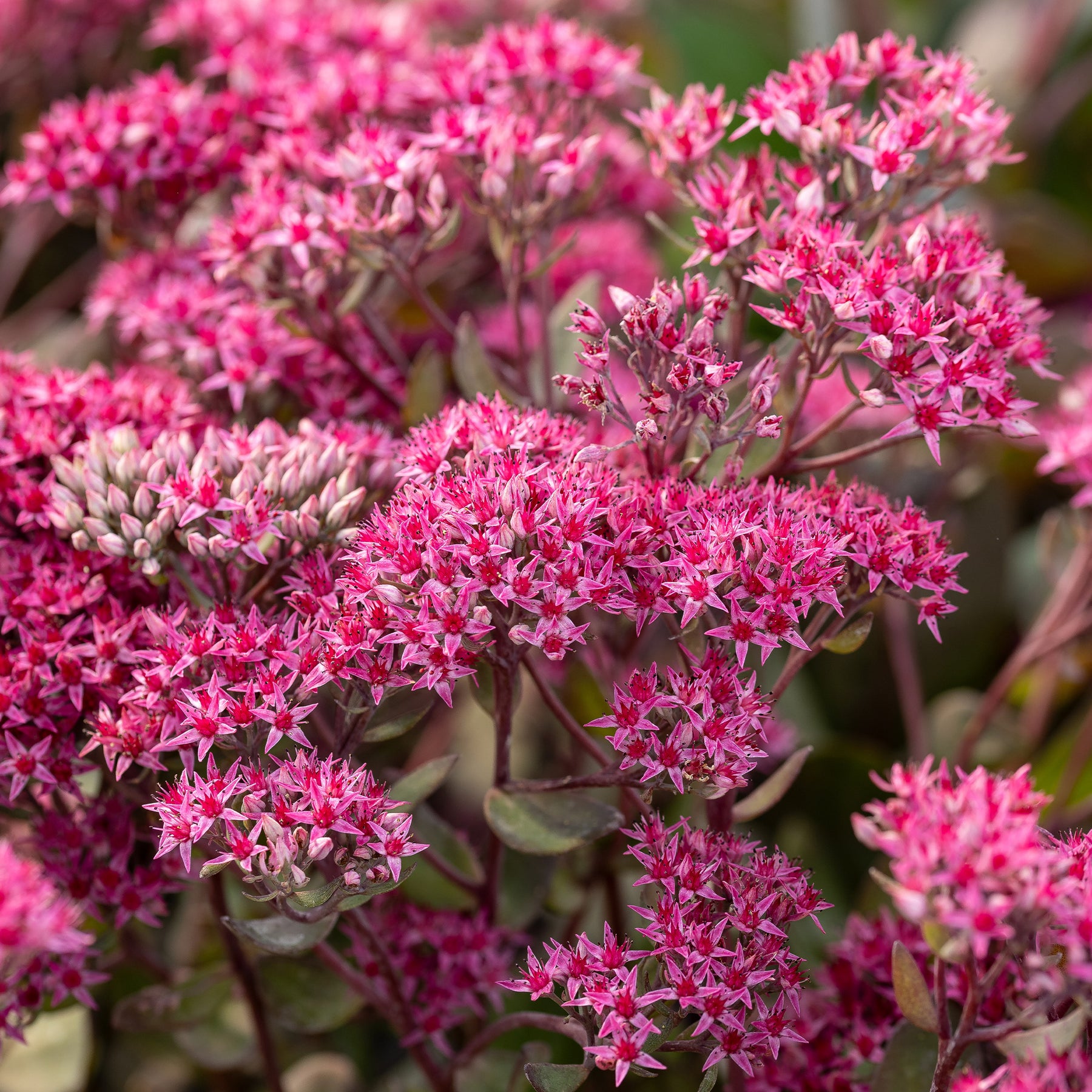 Sedum 'Thunderhead' / Vetkruid - Sedum thunderhead - Willemse