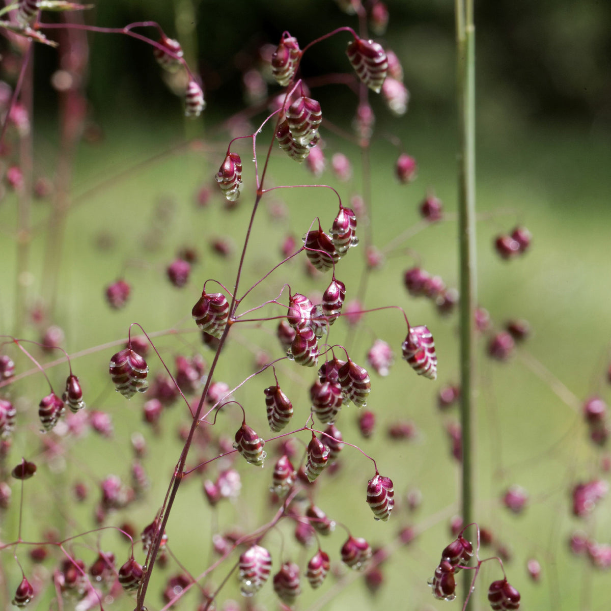 Briza media - Bevertje / Trilgras Brize - Siergrassen