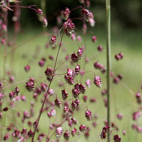 Briza media - Bevertje / Trilgras Brize - Siergrassen