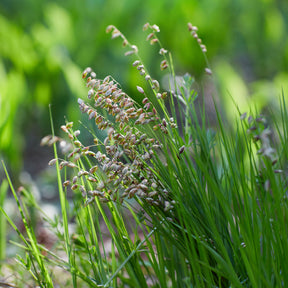Bevertje / Trilgras Brize - Willemse