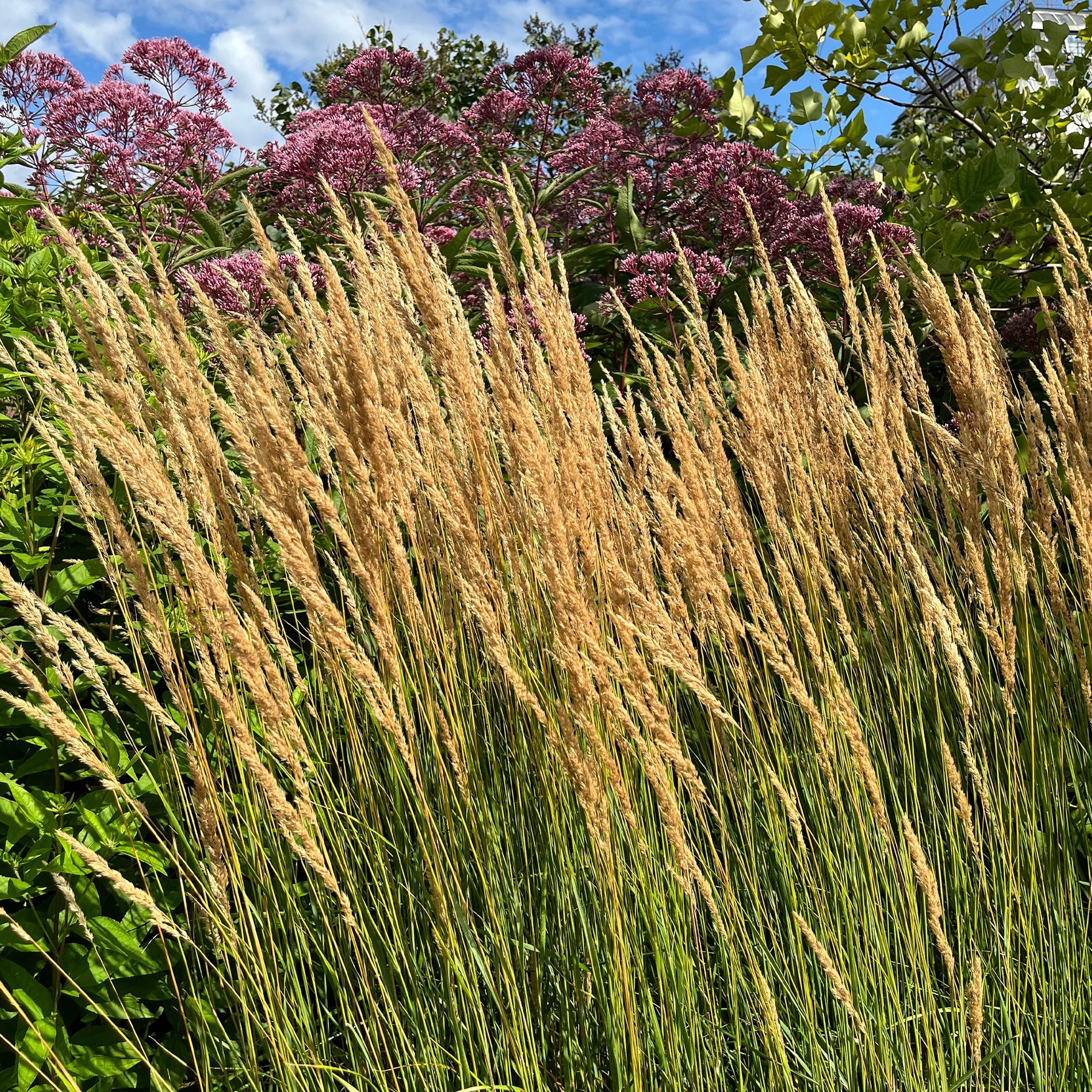 Calamagrostis x acutiflora Karl Foerster - Struisriet 'Karl Foerster' - Siergrassen