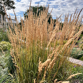 Verkoop Struisriet 'Karl Foerster' - Siergrassen