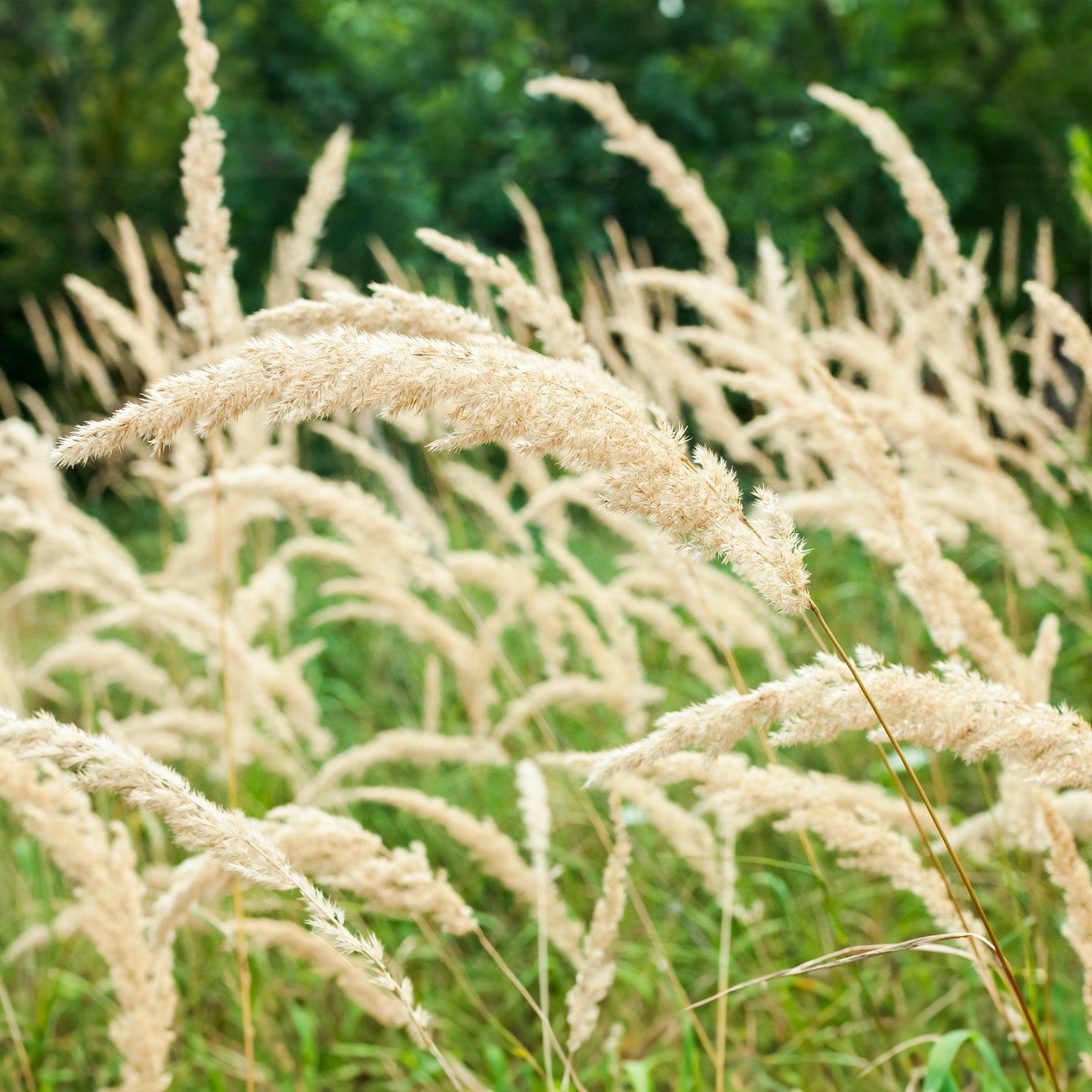 Calamagrostis arundinacea var. brachytricha - Diamantgras - Siergrassen