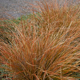 Carex buchananii - Zegge Buchananii - Zegge