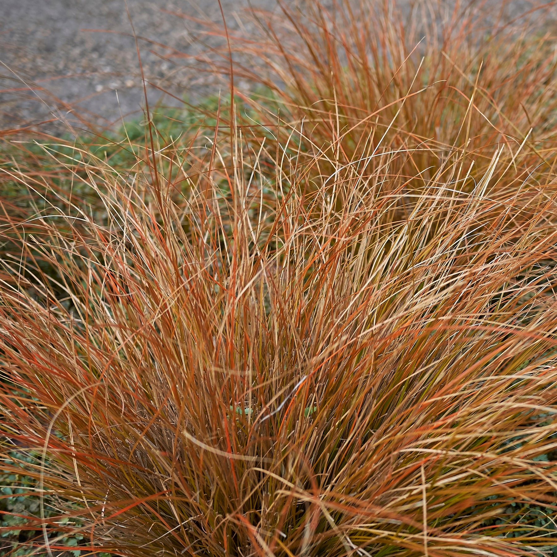 Carex buchananii - Zegge Buchananii - Zegge