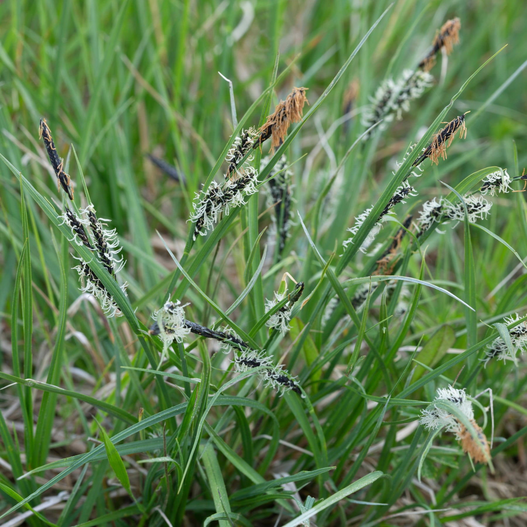 Carex montana - Bergzegge - Zegge