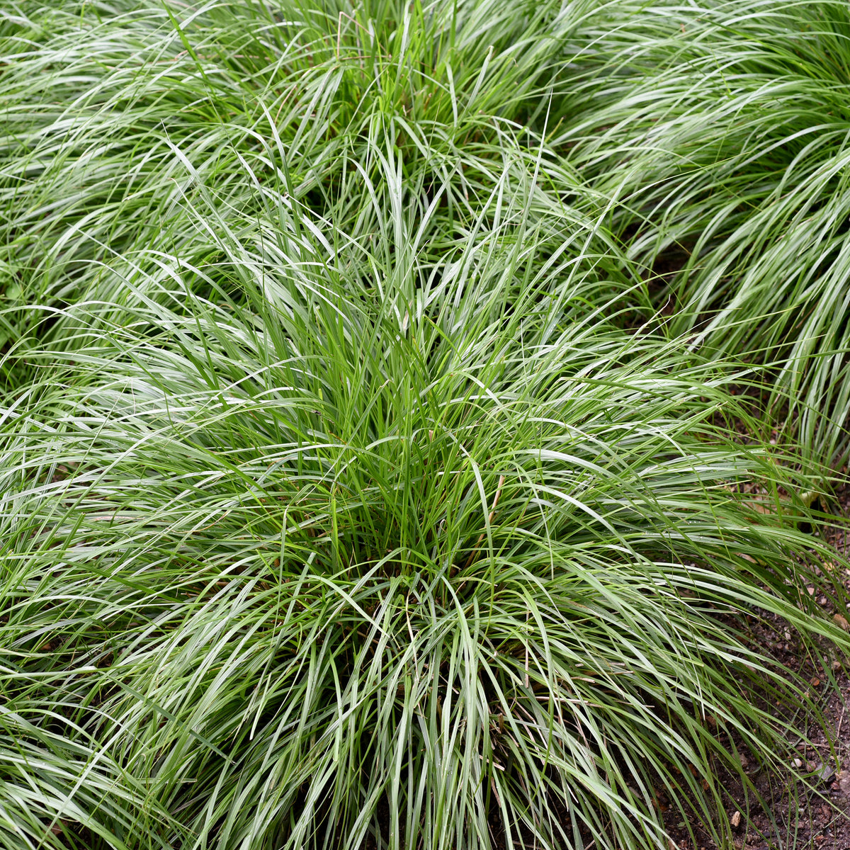 Zegge Oshima J.S. Greenwell - Carex oshimensis J.S. Greenwell - Willemse