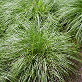 Zegge Oshima J.S. Greenwell - Carex oshimensis J.S. Greenwell - Willemse
