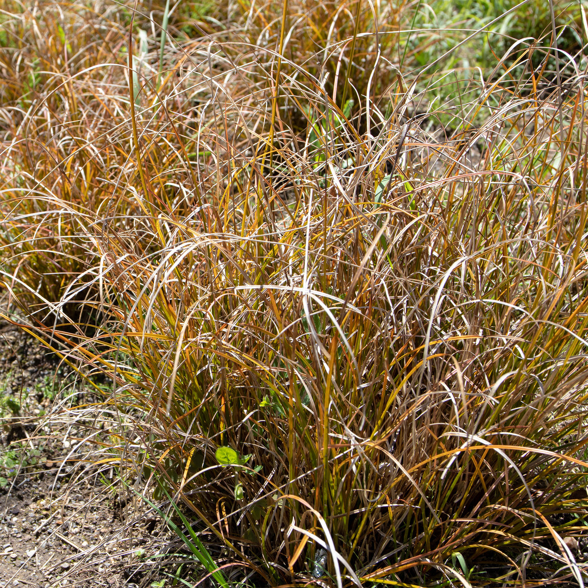 Carex testacea - Zegge Testacea - Zegge