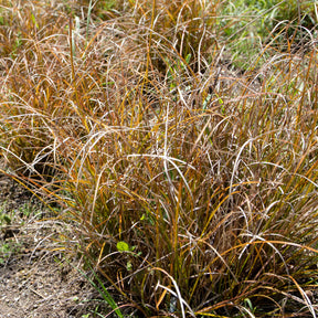 Carex testacea - Zegge Testacea - Zegge