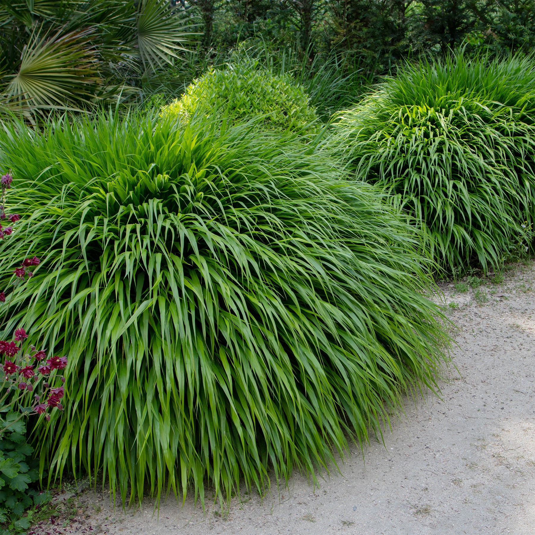 Hakonechloa macra - Japans berggras - Japans gras