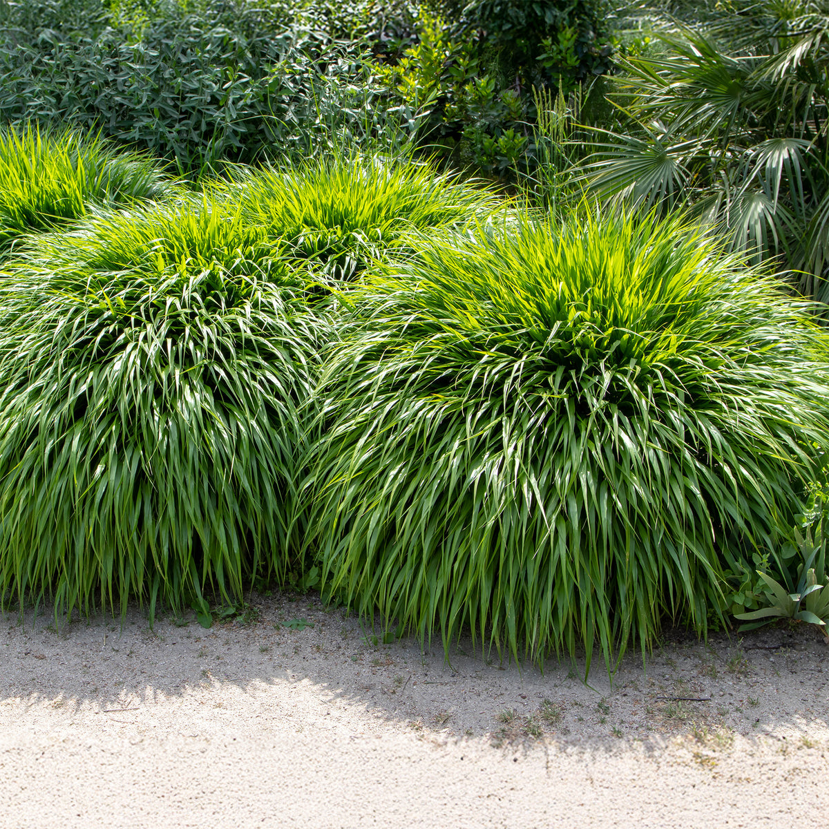 Japans berggras - Hakonechloa macra - Willemse
