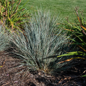 Sierhaver Pendula - Helictotrichon sempervirens pendula - Willemse