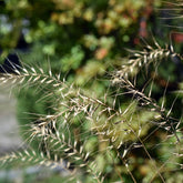 Flessenborstelgras - Willemse