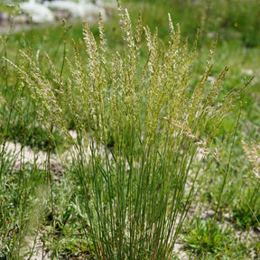 Fakkelgras - Willemse