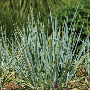 Strandhaver Blue Dune - Leymus arenarius Blue Dune - Willemse