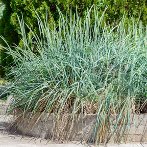 Strandhaver - Leymus arenarius - Willemse