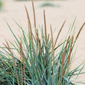 Leymus arenarius - Strandhaver - Siergrassen