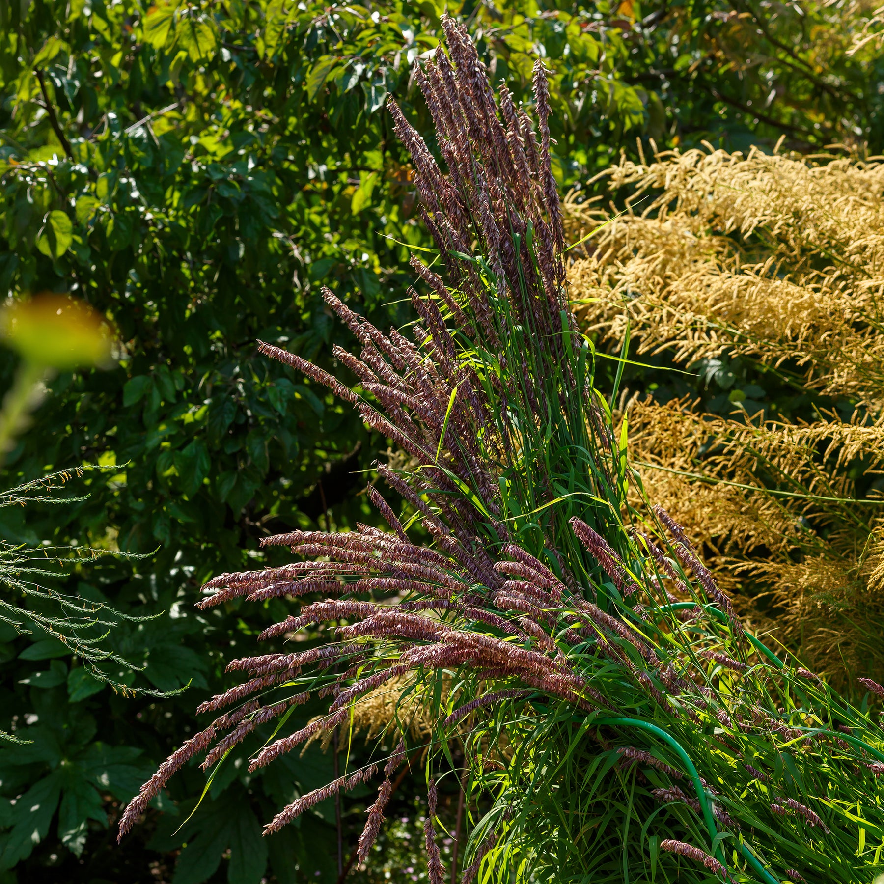 Parelgras - Willemse