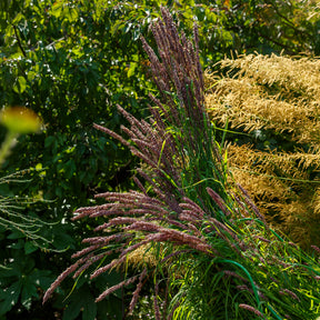 Parelgras - Willemse