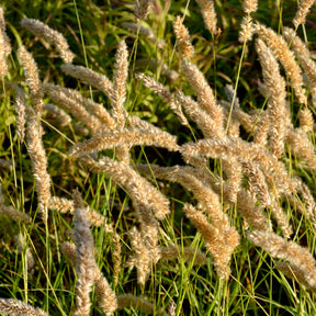 Parelgras - Willemse