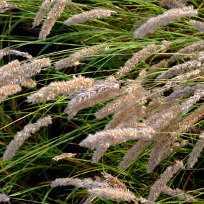 Melica ciliata - Parelgras - Siergrassen